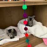 Alvin and Theodore, Tilly and Cleo - @tillyandcleo2024 - Instagram