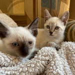 Teddy and Tilly 🐾 - @theodoreandmatilda - Instagram