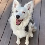 Theo the Aussie - @theodoretitusiii - Instagram