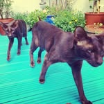Theodore & Titus - @the_havana_ninjas - Instagram