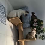 Theodore and Titus - @getoff_n_stopit - Instagram