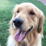 @theodoretotherescue - Instagram