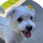 THEODORE LAM-TRAN - @theothehautedog - Instagram