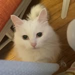 Theodore Tripp - @theodoretripp - Instagram