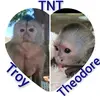 TNT(Troy& Theodore) - @lizettejvv - TikTok