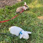 Lana&Theodore - @wakefield_rabbits - Instagram