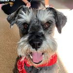 Hobi “The Schnauzer” Theodore Wallace - @hobitheschnauzer_chronicles - Instagram