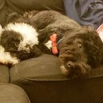 Theodore & Wallace the Dooda - @those.doods.theo.and.wallace - Instagram