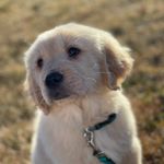 Theodore Stephen Wallis - @theodorable_goldenretriever - Instagram