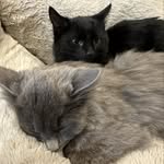 Alvin & Theodore Walsh - @alvinandteddy - Instagram