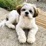 Theodore Walton-Robinson - @teddywrshihtzu - Instagram