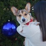 theodore watson - @theodorethecorgi1 - Instagram