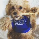 Theodore Watson the Cavapoo - @cavapoo_theo - Instagram