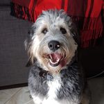 Theodore Weaver - @theo.bernedoodle - Instagram