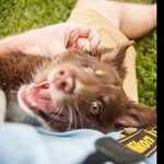 Hobbes Webb - @hobbes_theodore_webb - Instagram