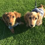 Theodore & Webster - @teddeenwebbee - Instagram