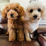 Theodore Wesley and Toby Chapel - @officialteddyandtoby - Instagram