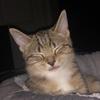 Theodorewesleythecat - @theodorewesleythecat - TikTok