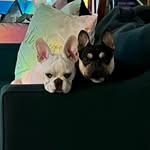 Brother to Sir Theodore of York - @sir_winston_of_york - Instagram