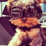 Teddy - @theodoretheyorkie - Instagram