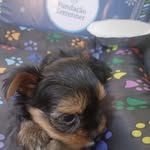 theo💙 - @theodore_yorkshire - Instagram
