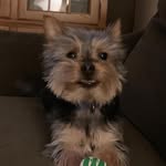 Theodore - @theodore_yorkie_love - Instagram