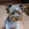 Theodore - @theodore_the_york - TikTok