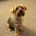 Theodore - @theodore_yorkie - Instagram