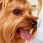 Theodore - @york_theodore - Instagram