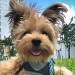 Theodore 🐶 - @theodoretheyorkshire - Instagram