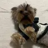Theodore el yorkie - @theodore.el.yorki - TikTok