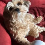 theodore James York - @theamazingadventuresoftheo - Instagram