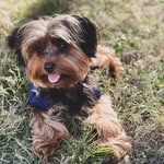 Theodore Roosevelt - @theodore.theyorkie - Instagram