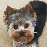 Theodore “Teddy” - @theo.doreyorkie - Instagram
