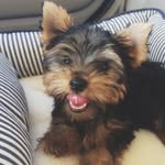 Theodore the Yorkie - @theodorethelittleyorkie - Instagram