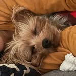 THEODORE the YORKIE - @yorkie_theodore - Instagram