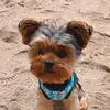 Theodore_the_yorkie - @theodore_the_yorkie - TikTok