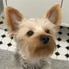 theodoreyorkie - @theodoreyorkie - TikTok