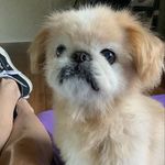 Theresa Bourque - @charlee_mom1 - Instagram