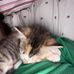 Theresa Bourque - Facebook
