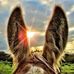 Theresa Cotter - Facebook
