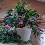 Theresa McDaniel - Facebook