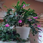 Theresa McDaniel - @tmac131359 - Instagram