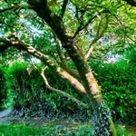 Marie Therese Boyle - @indigo_gabbro_reflexology - Instagram