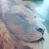 Thérèse Champion - @thrse.champion - TikTok