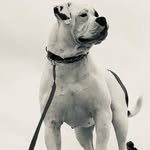 Thérèse de la Côte Bleue - @therese.american.bulldog - Instagram