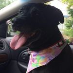Therese Davis - @tdzodybear - Instagram