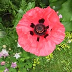 Thérèse Hardy - Facebook