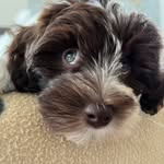Therese Harris - @cu.ke_havanais - Instagram