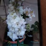 Marie Therese Herman - @hermanmariethetrs - Instagram